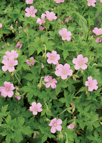 Geranium x oxonianum 'A.T. Johnson'